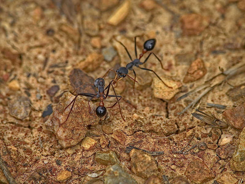 Ant, Kangaroo Island